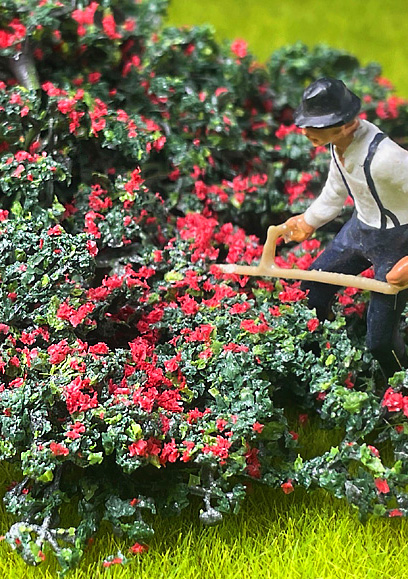 RED PRIMROSE BRIAR PATCH